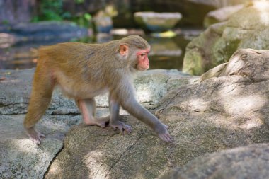 ormanda koşturup, yeme maymunlar. küçük ve büyük çalış ve güneşin altında güneşlenmek.