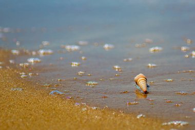 güzel süslü kabuk deniz kıyısında turkuaz dalgaları kıyıda alıştırma yatıyor..