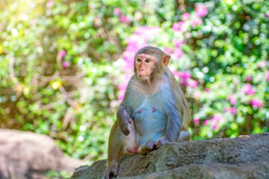 ormanda koşturup, yeme maymunlar. küçük ve büyük çalış ve güneşin altında güneşlenmek.