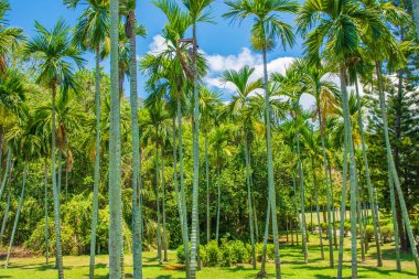 yüksek, güzel palmiye ağaçları, berrak gökyüzü, kum, sıcak tropik.