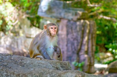 ormanda koşturup, yeme maymunlar. küçük ve büyük çalış ve güneşin altında güneşlenmek.