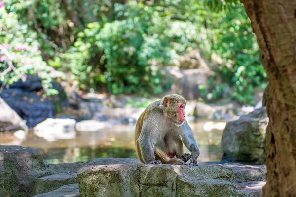 ormanda koşturup, yeme maymunlar. küçük ve büyük çalış ve güneşin altında güneşlenmek.