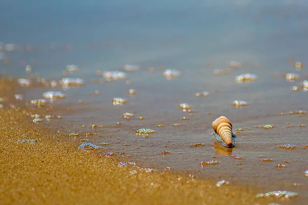 Belle coquille ornée se trouve sur le rivage de la mer, vagues turquoise clapotis sur le rivage . — Photo
