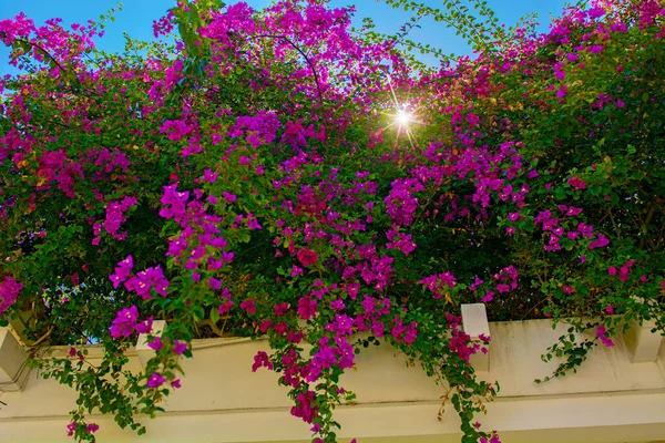 Vackra tropiska blommor, den Bush strizhennom ratut. många ljusa saftiga färger i varma klimat. Tropical — Stockfoto