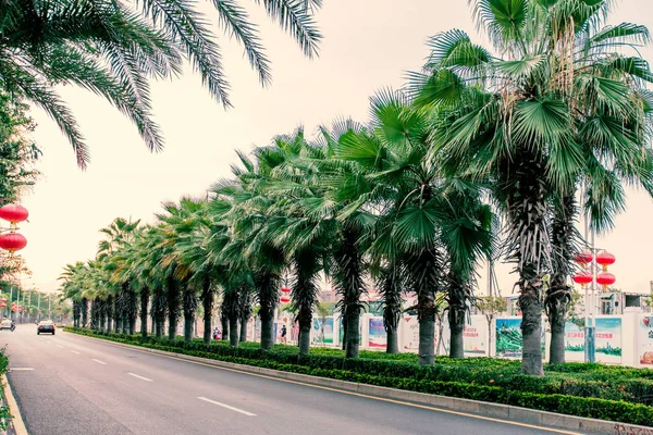Many beautiful high Palm trees grow near, aleya palms, tropical island and beautiful trees grow to the sky. Asia — Stock Photo, Image