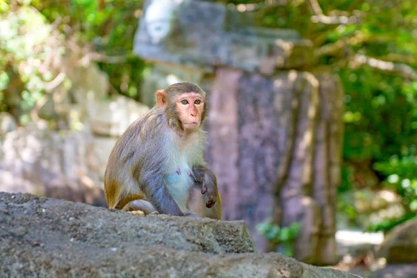 ormanda koşturup, yeme maymunlar. küçük ve büyük çalış ve güneşin altında güneşlenmek.