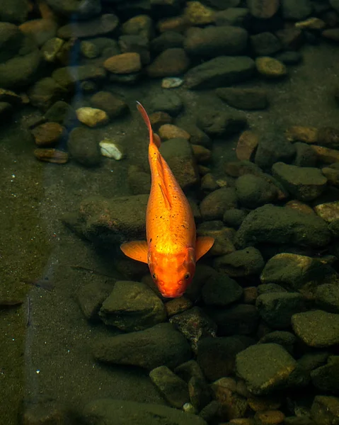 鮮やかな赤鯉が池に泳ぎ、赤・白・オレンジ色の魚が水中を泳ぐ — ストック写真