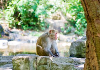 ormanda koşturup, yeme maymunlar. küçük ve büyük çalış ve güneşin altında güneşlenmek.