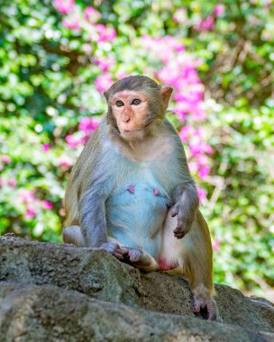 ormanda koşturup, yeme maymunlar. küçük ve büyük çalış ve güneşin altında güneşlenmek.