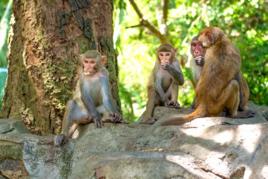 ormanda koşturup, yeme maymunlar. küçük ve büyük çalış ve güneşin altında güneşlenmek.