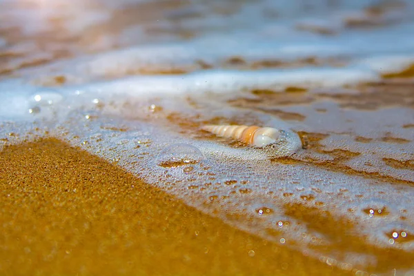 Belle coquille ornée se trouve sur le rivage de la mer, vagues turquoise clapotis sur le rivage . — Photo