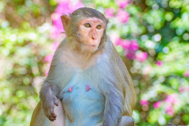 ormanda koşturup, yeme maymunlar. küçük ve büyük çalış ve güneşin altında güneşlenmek.