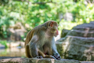 ormanda koşturup, yeme maymunlar. küçük ve büyük çalış ve güneşin altında güneşlenmek.