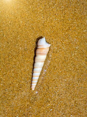 güzel süslü kabuk deniz kıyısında turkuaz dalgaları kıyıda alıştırma yatıyor..
