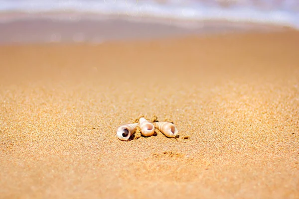 Красивая декоративная раковина лежит на берегу моря, бирюзовые волны кружатся на берегу . — стоковое фото