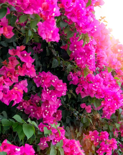 Όμορφη τροπικά λουλούδια, ο Μπους strizhennom ratut. πολλά φωτεινά χρώματα ζουμερά σε ζεστά κλίματα. τροπικά — Φωτογραφία Αρχείου