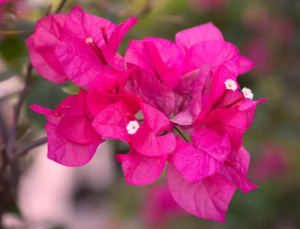 Moc krásné, barevné květy, rostoucí v tropech. exotické, vzácné flowe — Stock fotografie