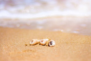 güzel süslü kabuk deniz kıyısında turkuaz dalgaları kıyıda alıştırma yatıyor..