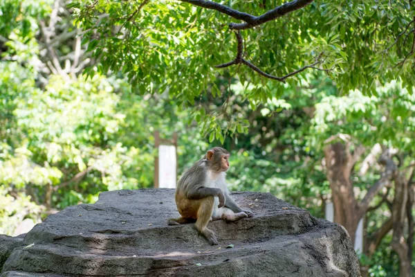 サルのジャングルの中で走り回って、食べて。大小様々 な演劇と太陽の下で日光浴. — ストック写真