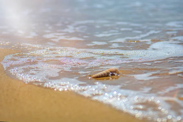 Bela concha ornamentada encontra-se na costa do mar, ondas turquesa batendo na costa . — Fotografia de Stock