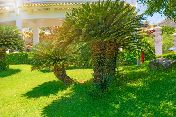 Hög, vacker palmer, klar himmel, sanden, varma tropikerna. — Stockfoto