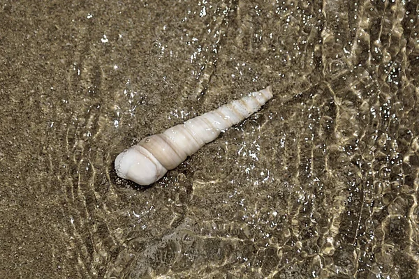 Vackra utsmyckade shell ligger på stranden av havet, turkosa vågorna läppning på stranden. — Stockfoto