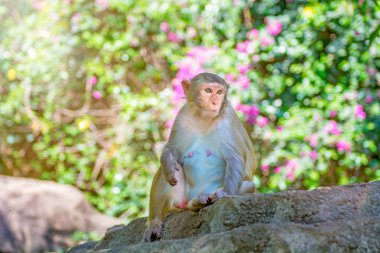 ormanda koşturup, yeme maymunlar. küçük ve büyük çalış ve güneşin altında güneşlenmek.