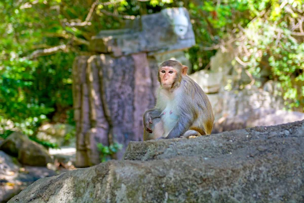 Majmok a dzsungelben szaladgált, eszik. a kis és nagy játszik, és sütkérezik a napon. — Stock Fotó