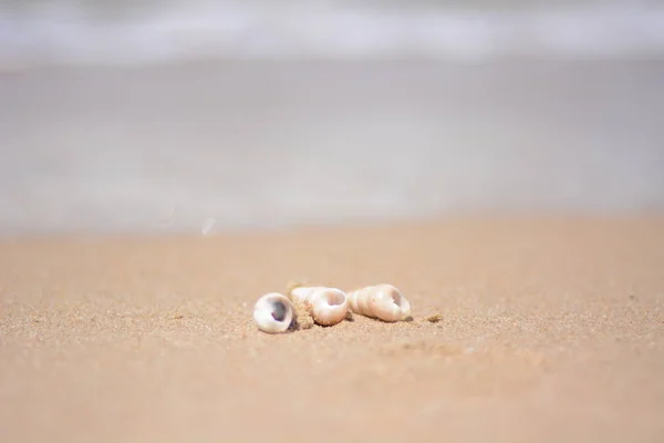 Beautiful ornate shell lies on the shore of the sea, turquoise waves lapping on the shore. — Stock Photo, Image