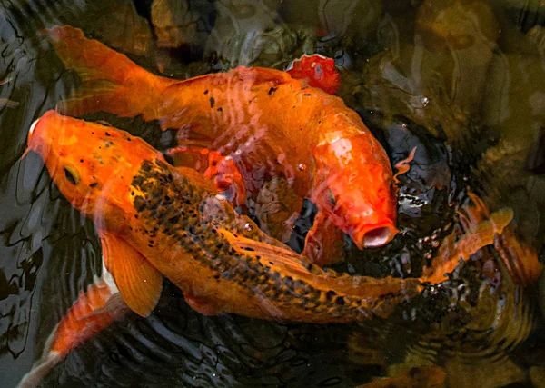 鮮やかな赤鯉が池に泳ぎ、赤・白・オレンジ色の魚が水中を泳ぐ — ストック写真