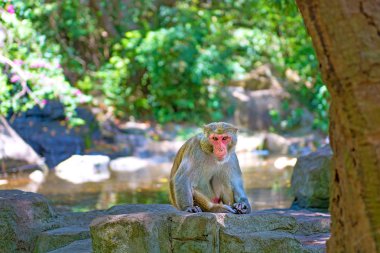 ormanda koşturup, yeme maymunlar. küçük ve büyük çalış ve güneşin altında güneşlenmek.