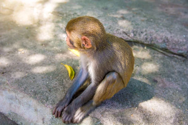 Monkeys running around in the jungle, eating. small and big plays and bask in the Sun. — Stock Photo, Image