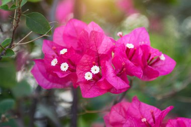 çok güzel, renkli çiçekleri tropik. egzotik, nadir flowe