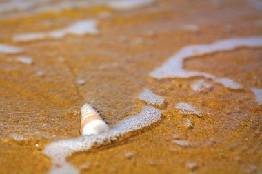 güzel süslü kabuk deniz kıyısında turkuaz dalgaları kıyıda alıştırma yatıyor..