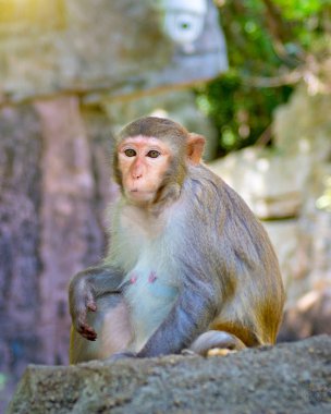 ormanda koşturup, yeme maymunlar. küçük ve büyük çalış ve güneşin altında güneşlenmek.
