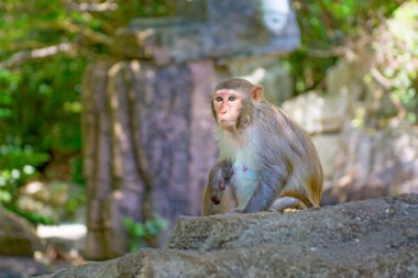 ormanda koşturup, yeme maymunlar. küçük ve büyük çalış ve güneşin altında güneşlenmek.