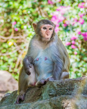 ormanda koşturup, yeme maymunlar. küçük ve büyük çalış ve güneşin altında güneşlenmek.