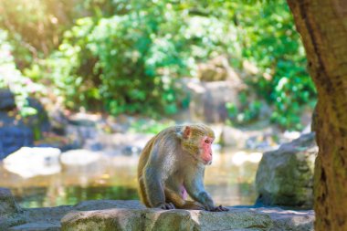 ormanda koşturup, yeme maymunlar. küçük ve büyük çalış ve güneşin altında güneşlenmek.