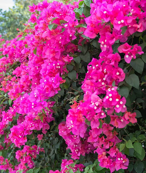 Belas flores tropicais, a ratut de Bush strizhennom. muitas cores suculentas brilhantes em climas quentes. tropical — Fotografia de Stock