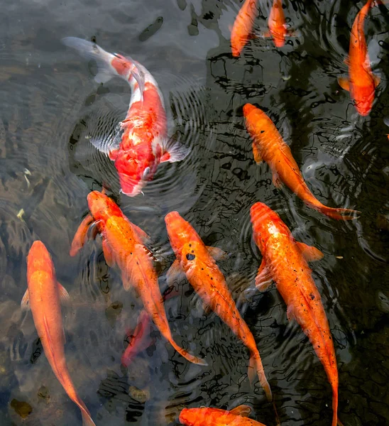 Peixes Koi vermelhos brilhantes nadam em uma lagoa aberta, peixes vermelhos, brancos e laranja em águas abertas — Fotografia de Stock