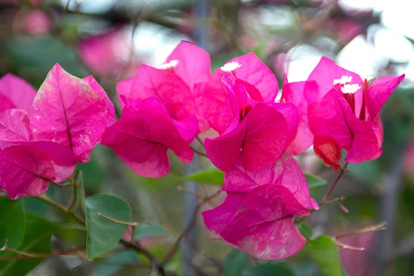 En hel del vackra, färgglada blommor som växer i tropikerna. exotiska och sällsynta blo — Stockfoto