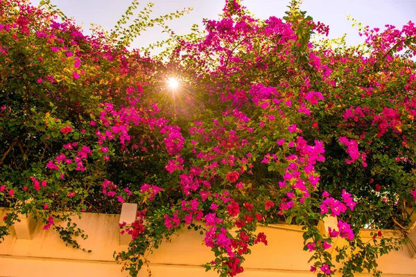 Güzel tropik çiçekler, Bush strizhennom ratut. sıcak iklimlerde birçok parlak sulu renkler. tropikal — Stok fotoğraf