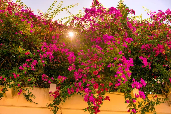 Vackra tropiska blommor, den Bush strizhennom ratut. många ljusa saftiga färger i varma klimat. Tropical — Stockfoto