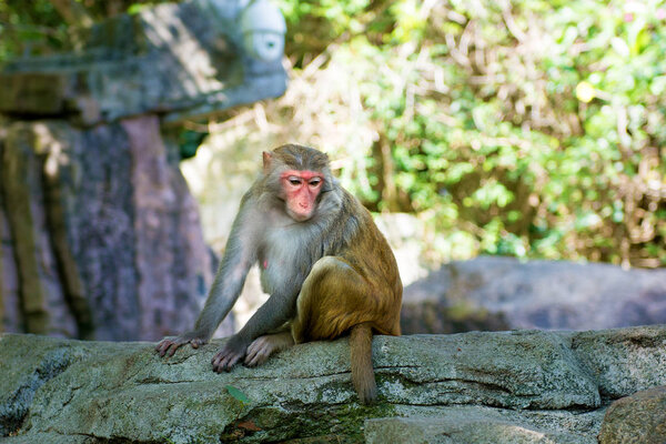 обезьяны бегают по джунглям, едят. маленькие и большие пьесы и баски на солнце
.