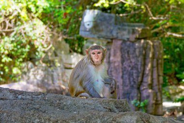 ormanda koşturup, yeme maymunlar. küçük ve büyük çalış ve güneşin altında güneşlenmek.