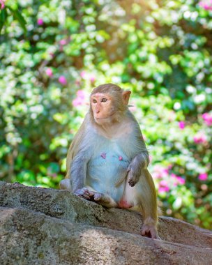 ormanda koşturup, yeme maymunlar. küçük ve büyük çalış ve güneşin altında güneşlenmek.