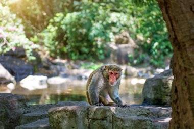 ormanda koşturup, yeme maymunlar. küçük ve büyük çalış ve güneşin altında güneşlenmek.