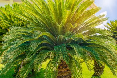 yüksek, güzel palmiye ağaçları, berrak gökyüzü, kum, sıcak tropik.