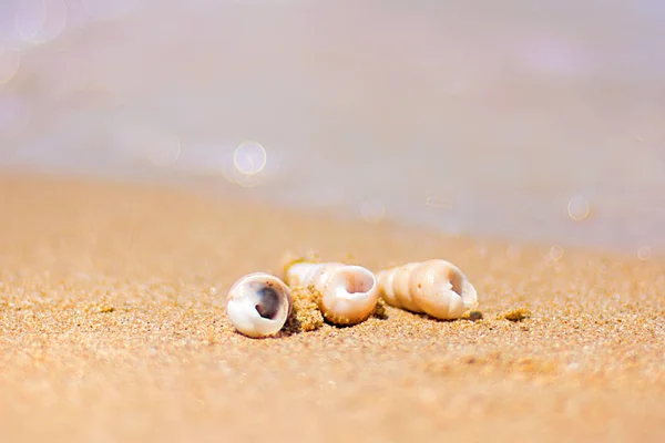 Belle coquille ornée se trouve sur le rivage de la mer, vagues turquoise clapotis sur le rivage . — Photo