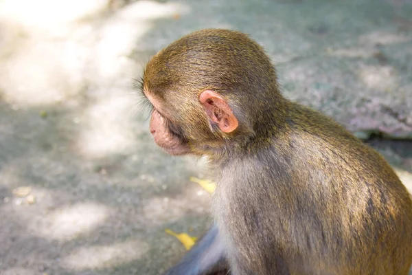 Monkeys running around in the jungle, eating. small and big plays and bask in the Sun. — Stock Photo, Image